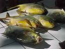 peixe